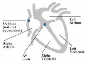 Normal Heart Function